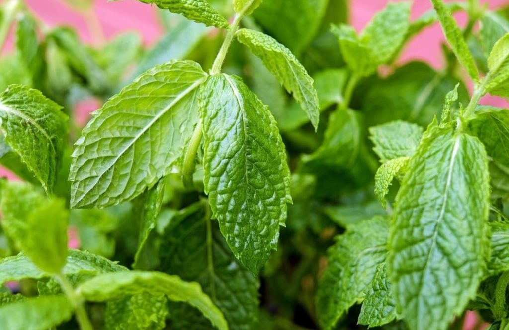 Healthy Foods & Recipes: Peppermint - Optimistic Beacon